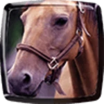 horse live wallpaper android application logo